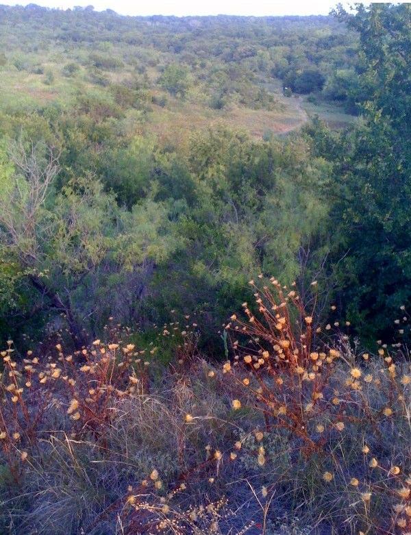 A panoramic view of a lush green hillside with a foreground of dried plants and flowering grasses. The landscape features varying shades of green foliage, with gentle slopes leading into the distance. The setting captures the natural beauty of an undisturbed rural area. Big Cedar Wilderness Trails mountain bike trail.