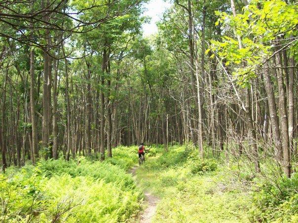 A cyclist riding on a dirt path through a lush green forest, surrounded by tall trees and ferns. The sunlight filters through the leaves, creating a serene natural setting. Big Bear Lake Trail Center mountain bike trail.