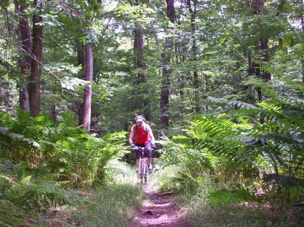 A mountain biker navigates a trail surrounded by lush green ferns and tall trees in a dense forest. The sunlight filters through the foliage, illuminating the path ahead. Big Bear Lake Trail Center mountain bike trail.