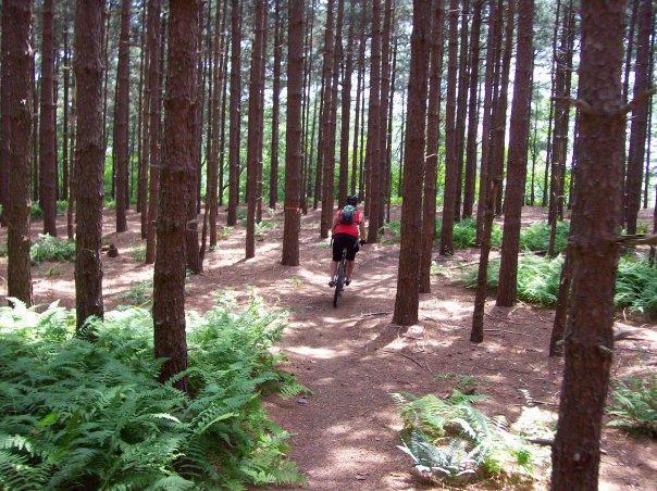 A person riding a mountain bike along a narrow dirt path surrounded by tall pine trees and ferns in a forest setting. Big Bear Lake Trail Center mountain bike trail.