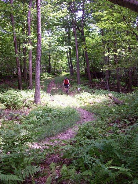 A cyclist riding down a winding dirt trail surrounded by lush greenery and tall trees in a forest setting. Ferns line the path, and dappled sunlight filters through the leaves overhead, creating a serene natural atmosphere. Big Bear Lake Trail Center mountain bike trail.