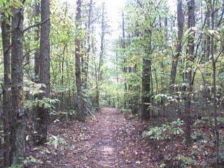 A serene dirt path winding through a lush, green forest, lined with tall trees and undergrowth. The scene is peaceful, with dappled sunlight filtering through the leaves above. Black Branch mountain bike trail.