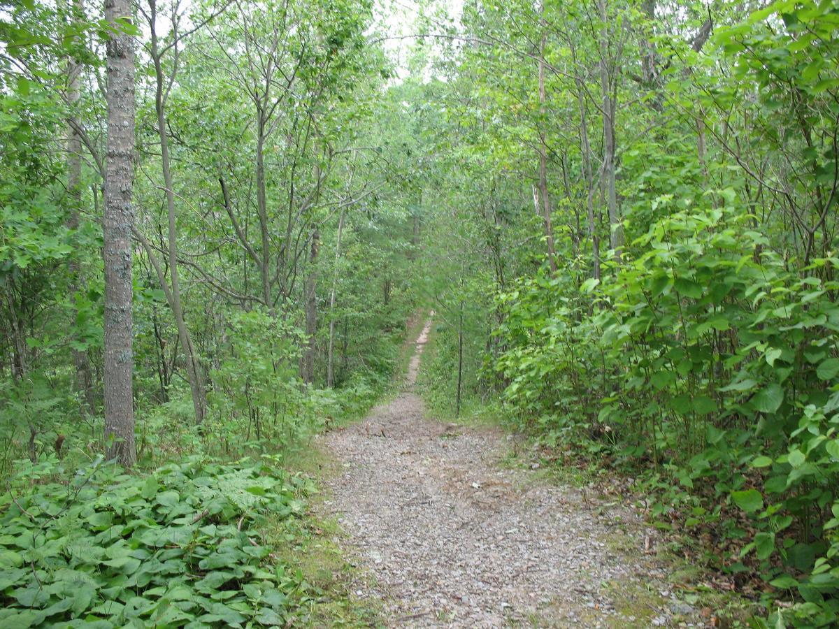A narrow gravel path winding through a lush green forest, flanked by tall trees and dense foliage. The scene is peaceful and inviting, highlighting the tranquility of nature. Rifle River Recreation Area mountain bike trail.
