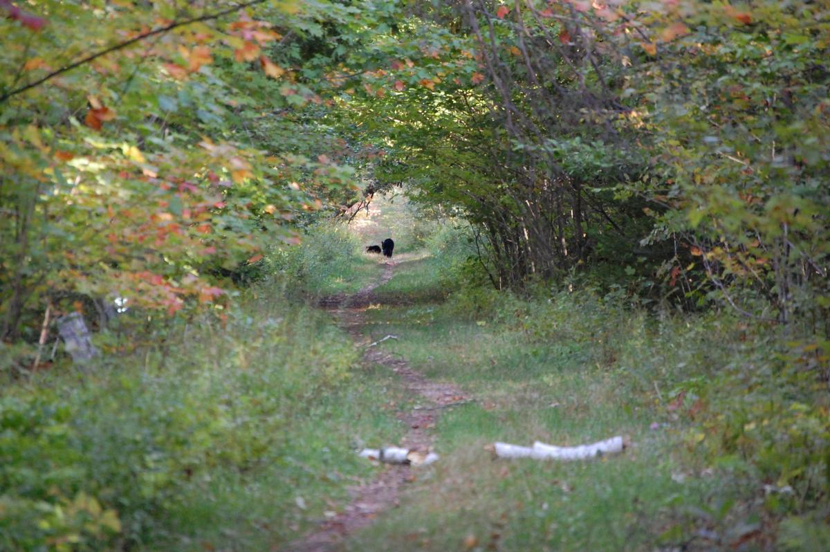 A narrow path winding through a forest, bordered by trees with colorful autumn leaves. In the distance, two black bears can be seen walking along the trail. The ground is covered with grass and a fallen log is visible in the foreground. Grand Island mountain bike trail.