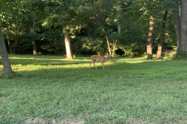  Creve Couer Park mountain bike trail.