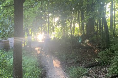 A sunlit forest path with a cyclist in the distance, surrounded by lush green trees and dappled light filtering through the leaves. The trail is sandy with patches of grass and foliage along the edges. Creve Couer Park mountain bike trail.