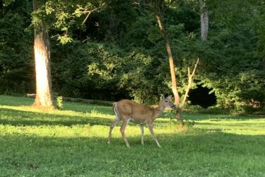 A deer standing on green grass in a wooded area, with sunlight filtering through the trees in the background. Creve Couer Park mountain bike trail.