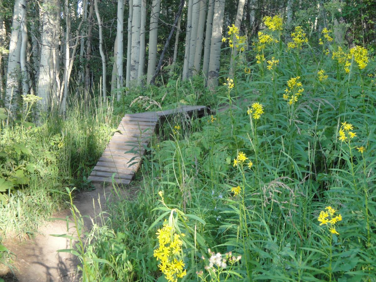 A wooden bridge crosses a small path surrounded by lush green grass and vibrant yellow wildflowers, set against a backdrop of tall aspen trees. The scene captures the tranquil beauty of a forested area, dappled in sunlight. Vail Mountain Bike Park mountain bike trail.
