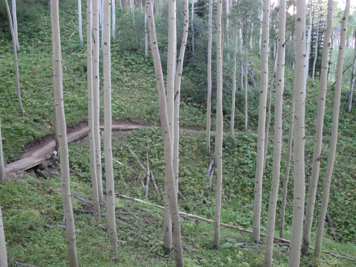 A serene forest scene featuring tall, slender aspen trees with smooth white bark. A winding dirt trail can be seen in the background, leading through lush greenery and a gentle slope. A wooden bridge crosses a small ravine, enhancing the natural landscape. Vail Mountain Bike Park mountain bike trail.