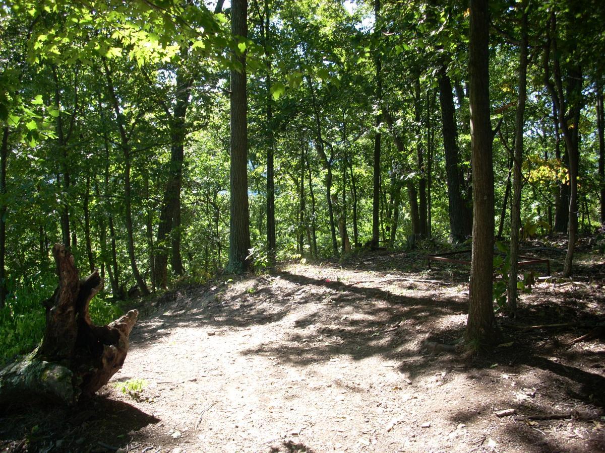 A sunlit clearing in a dense forest with tall trees and green foliage. A fallen log is situated on the left side of the image, and a dirt path leads further into the woods. Allegrippis Trails mountain bike trail.