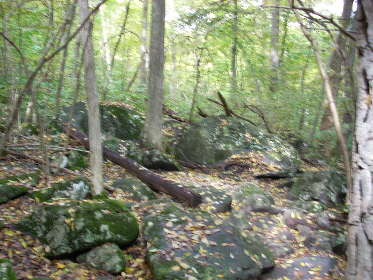 A dense forest scene featuring tall trees with green leaves, large moss-covered rocks, and a ground scattered with yellow leaves. The image captures a natural, slightly blurred walkway through the woods, showing a mix of fallen branches and stones. Trails At Mt. Gretna mountain bike trail.