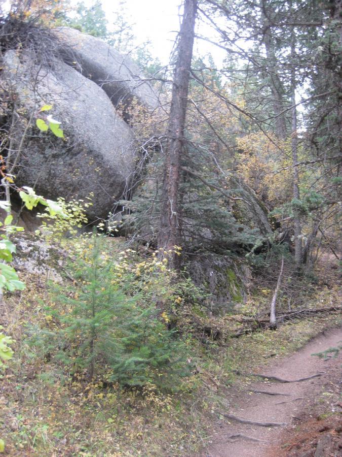 A wooded trail winding through a forest with large boulders and evergreen trees on either side. The ground is covered with fallen leaves and small shrubs, creating a natural, serene atmosphere. Colorado Trail: Green Mountain mountain bike trail.