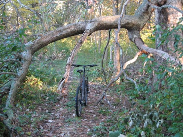 A mountain bike is positioned on a narrow forest trail, partially obscured by overhanging branches and surrounded by greenery, indicating a serene outdoor setting. Cutler Park mountain bike trail.