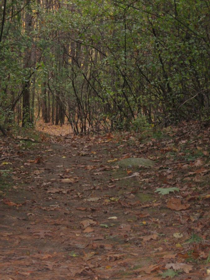 A narrow dirt path winding through a wooded area, lined with fallen leaves and surrounded by dense shrubbery and trees. The light filtering through the foliage suggests an early autumn setting. Callahan State Park mountain bike trail.