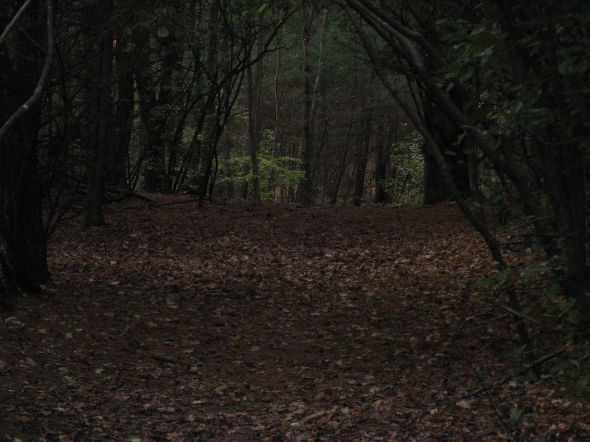 A dimly lit forest path covered with fallen leaves, surrounded by trees and dense foliage. The atmosphere is serene, evoking a sense of tranquility and natural beauty. Callahan State Park mountain bike trail.