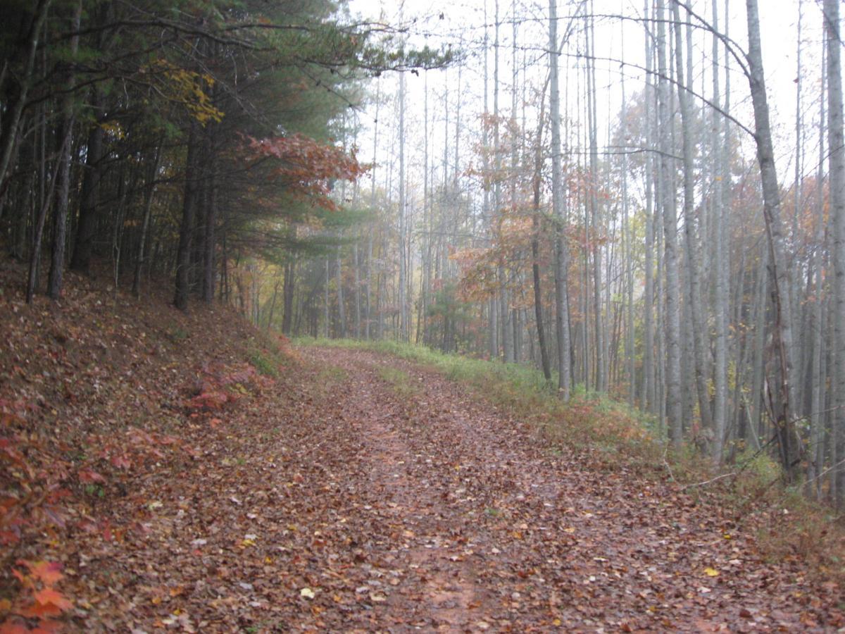 A winding dirt path through a foggy forest, covered with fallen leaves in autumn colors. Tall trees line both sides of the trail, creating a serene and tranquil atmosphere. Bull / Jake Mountain mountain bike trail.
