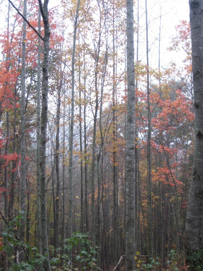 A misty forest scene featuring tall, slender trees with a mix of green, yellow, and red leaves, indicating the autumn season. The thick fog adds a mystical ambiance to the landscape. Bull / Jake Mountain mountain bike trail.