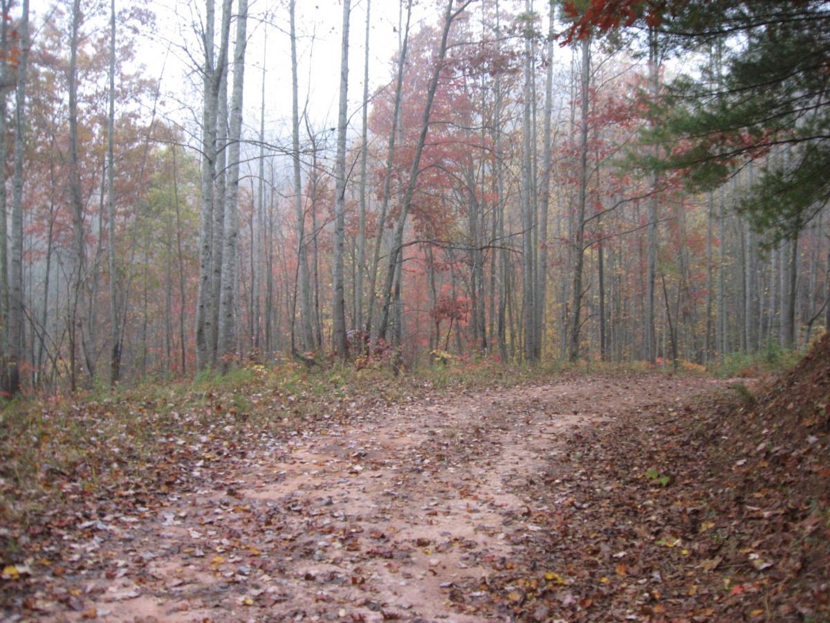 A winding dirt path leads through a misty forest filled with trees showcasing vibrant autumn foliage in shades of red, orange, and yellow. Fallen leaves cover the ground, adding to the serene, tranquil atmosphere of the scene. Bull / Jake Mountain mountain bike trail.