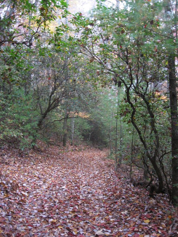 A winding path through a forest, lined with trees and covered in colorful autumn leaves. The atmosphere is serene and slightly misty, with greenery surrounding the path. Bull / Jake Mountain mountain bike trail.