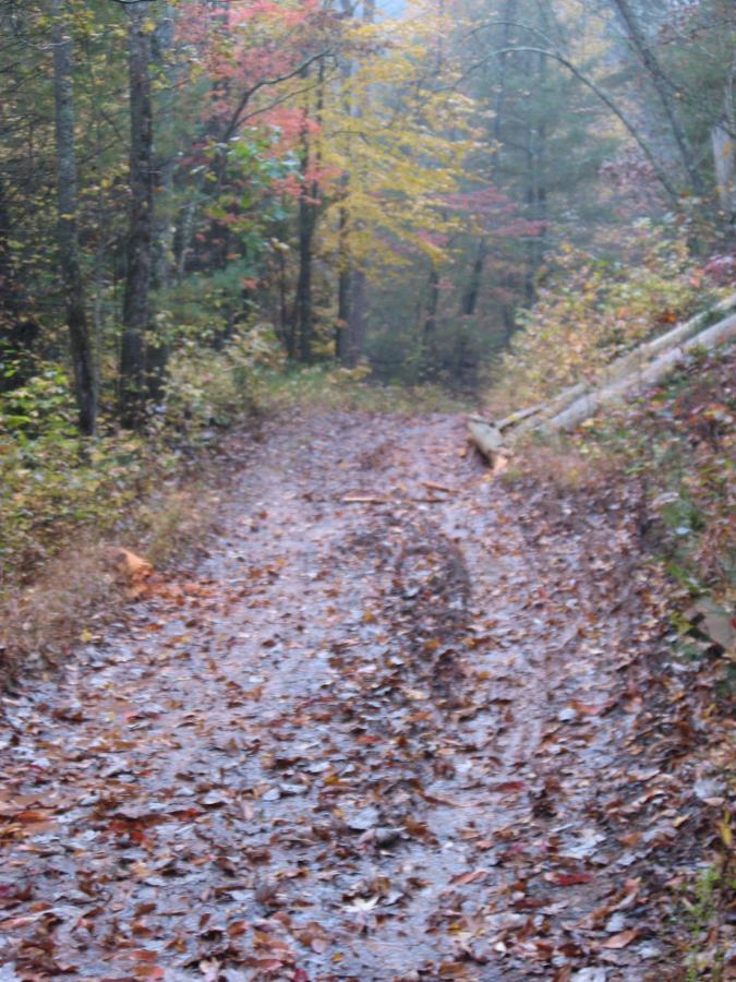A narrow, winding dirt path covered in fallen leaves, leading through a wooded area with trees displaying autumn colors. The scene appears misty and tranquil, suggesting a serene outdoor environment. Bull / Jake Mountain mountain bike trail.