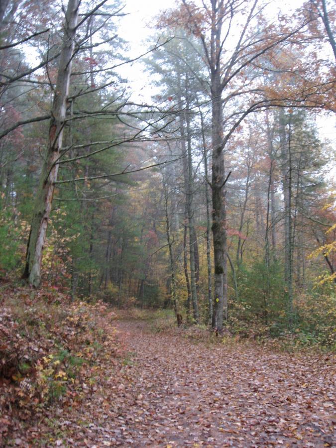 A narrow path through a forest covered with autumn leaves, surrounded by trees with yellow and orange foliage. The scene is slightly foggy, creating a serene and tranquil atmosphere. Bull / Jake Mountain mountain bike trail.