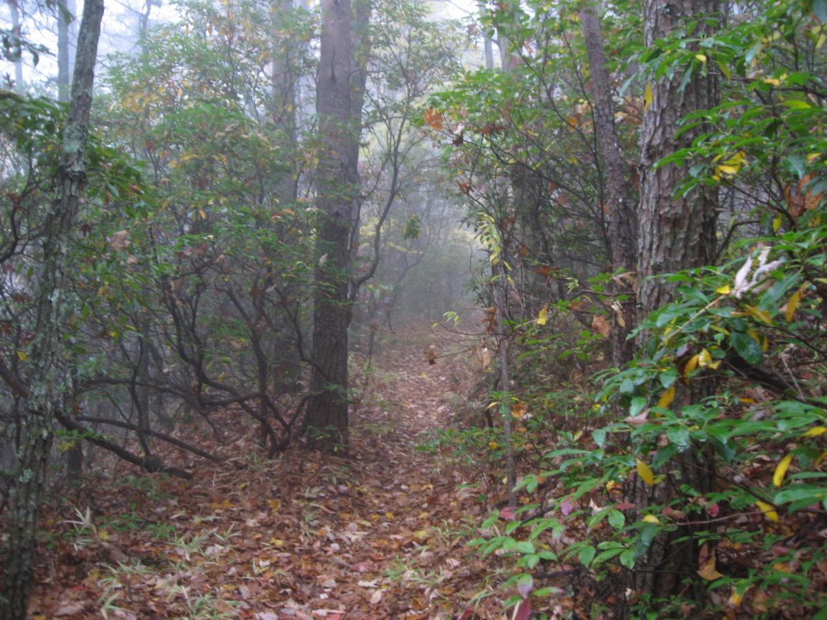 A narrow, winding path through a dense forest, surrounded by tall trees and thick underbrush. The scene is shrouded in fog, creating a mysterious atmosphere, with fallen leaves scattered along the ground. Bull / Jake Mountain mountain bike trail.