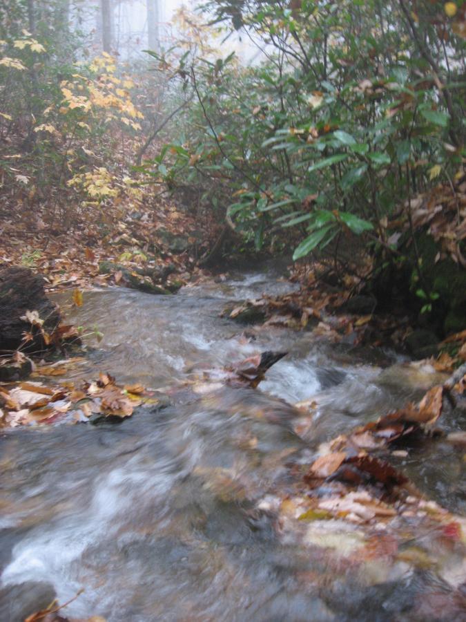 A gentle stream flows through a misty forest, surrounded by lush greenery and fallen leaves in shades of brown and yellow. The atmosphere is tranquil, with hints of fog adding a serene ambiance to the natural setting. Bull / Jake Mountain mountain bike trail.