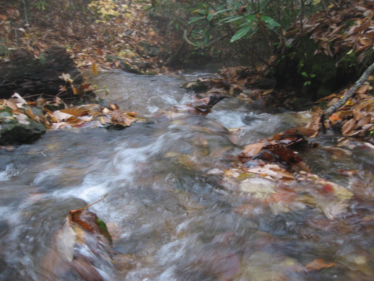 A winding stream flowing over rocks and scattered autumn leaves, surrounded by fog and dense greenery. The water exhibits a gentle current, creating ripples and reflections. Bull / Jake Mountain mountain bike trail.