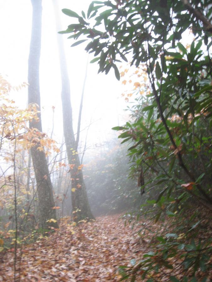 A foggy forest path surrounded by trees and foliage, with fallen leaves covering the ground and a sense of mystery in the air. Bull / Jake Mountain mountain bike trail.