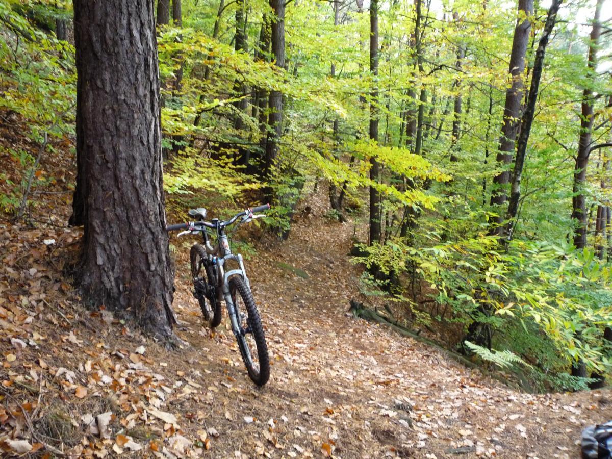 A mountain bike resting against a large tree on a forest trail, surrounded by vibrant green and yellow foliage in autumn. The trail is covered with fallen leaves, winding through a wooded area with tall trees in the background. Tower Trail mountain bike trail.