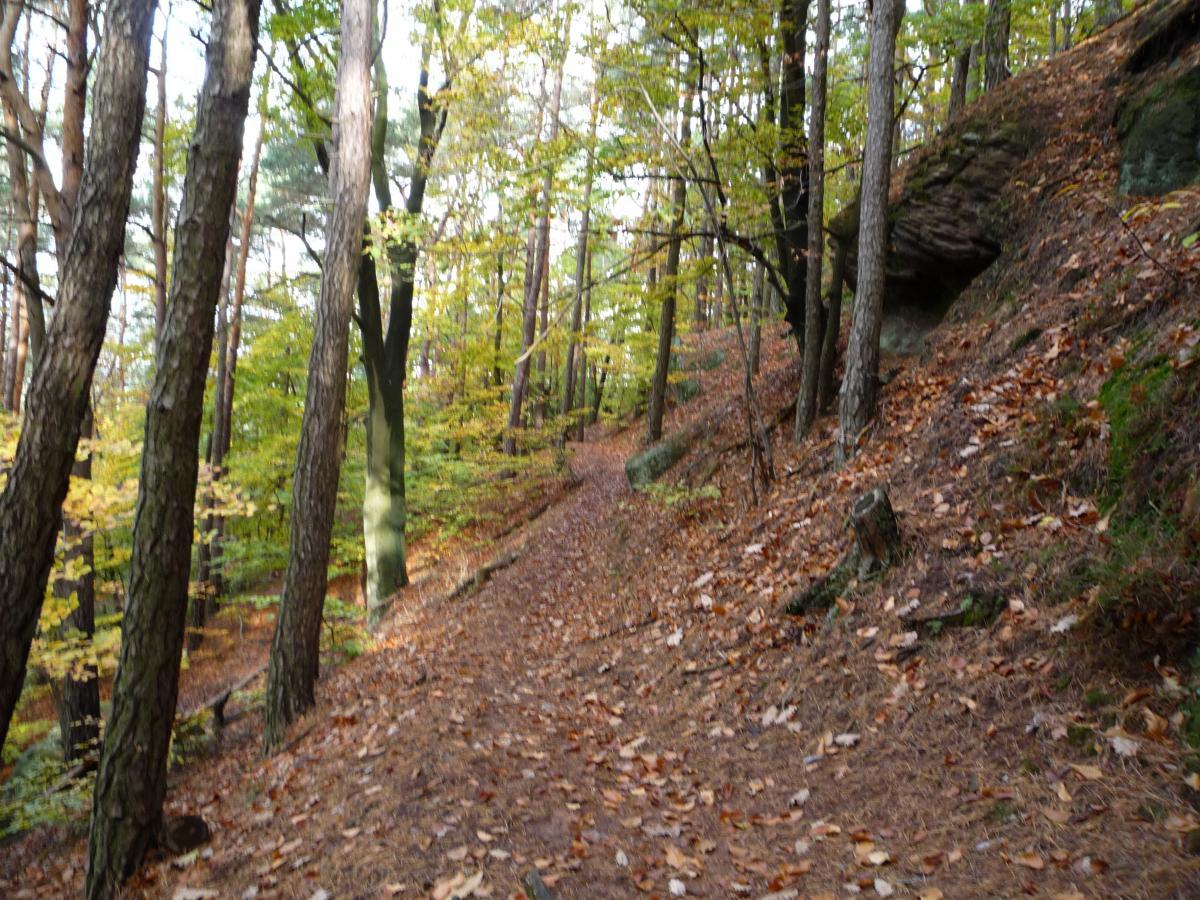 A winding dirt path surrounded by tall trees with changing autumn leaves, leading through a wooded area with gently sloping terrain and scattered fallen leaves on the ground. Tower Trail mountain bike trail.