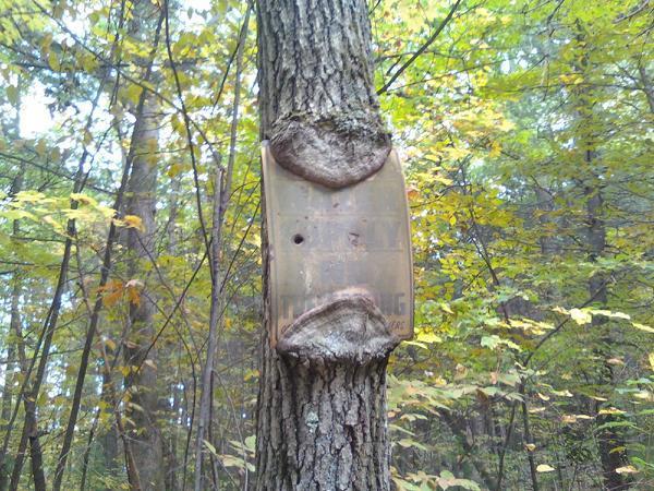 A weathered sign mounted on a tree, partially obscured by bark that has grown around its edges. The background features a lush forest with green and yellow leaves, indicating a late summer or autumn setting. Middlesex Fells Reservation mountain bike trail.