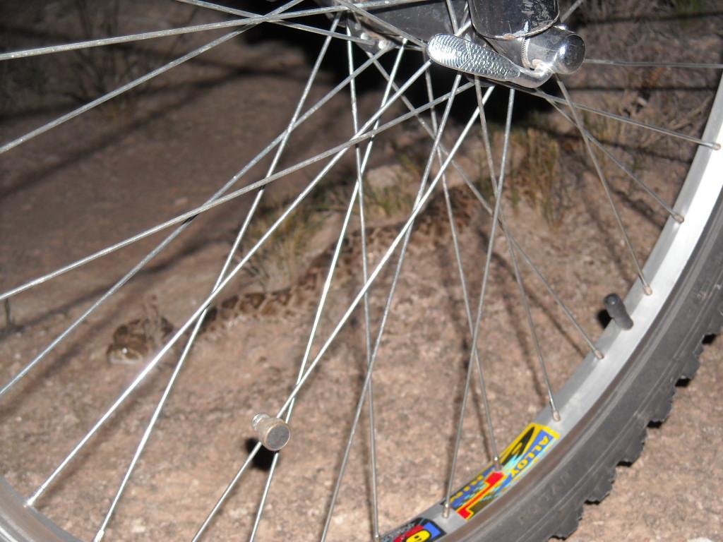 A close-up view of a bicycle wheel, showing the spokes and hub, with a faint outline of a snake on the ground in the background. The setting appears to be outdoor terrain, possibly a trail or desert environment. Skidmarks mountain bike trail.