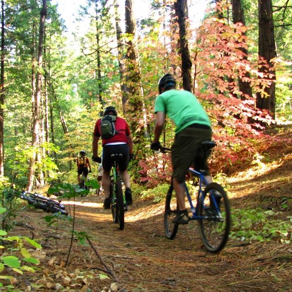 Three mountain bikers riding along a dirt trail in a forest, surrounded by green trees and vibrant autumn foliage. The scene captures the outdoor activity and natural beauty, with sunlight filtering through the leaves. Arnold Rim Trail mountain bike trail.