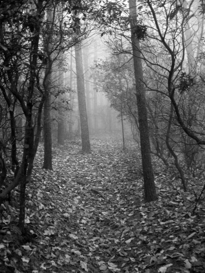 A black and white photograph of a misty forest path, surrounded by tall trees and dense foliage. The ground is covered with fallen leaves, and the overall atmosphere is serene and slightly eerie, with fog obscuring visibility further down the trail. Bull / Jake Mountain mountain bike trail.