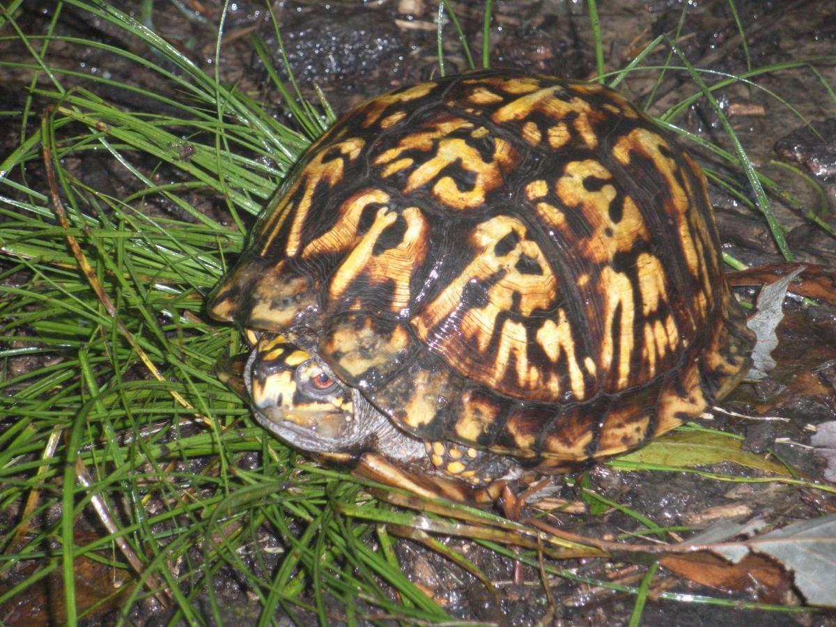 A close-up of a Eastern Box Turtle resting on wet grass, showcasing its intricate, patterned shell with shades of brown and yellow. The turtle's head is partially visible, featuring a yellow and black coloration. Surrounding elements include damp earth and fallen leaves. Brown County Park mountain bike trail.