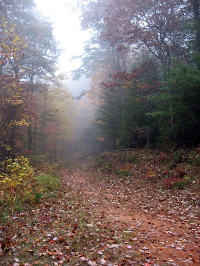 A misty forest path lined with colorful autumn leaves, surrounded by tall trees fading into the fog. The trail is dirt and slightly overgrown, indicating a serene and tranquil natural setting. Bull / Jake Mountain mountain bike trail.