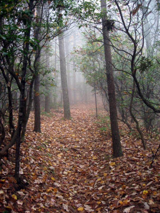 A misty forest pathway lined with fallen leaves, surrounded by tall trees and dense underbrush. The atmosphere is calm and serene, with fog partially obscuring the view of the trail ahead. Bull / Jake Mountain mountain bike trail.