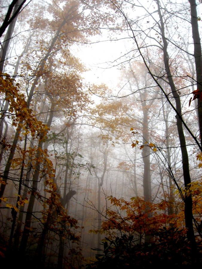 A misty forest scene with tall trees and autumn leaves in shades of yellow and orange, shrouded in fog. The dense fog creates a mysterious atmosphere as it partially obscures the background. Bull / Jake Mountain mountain bike trail.