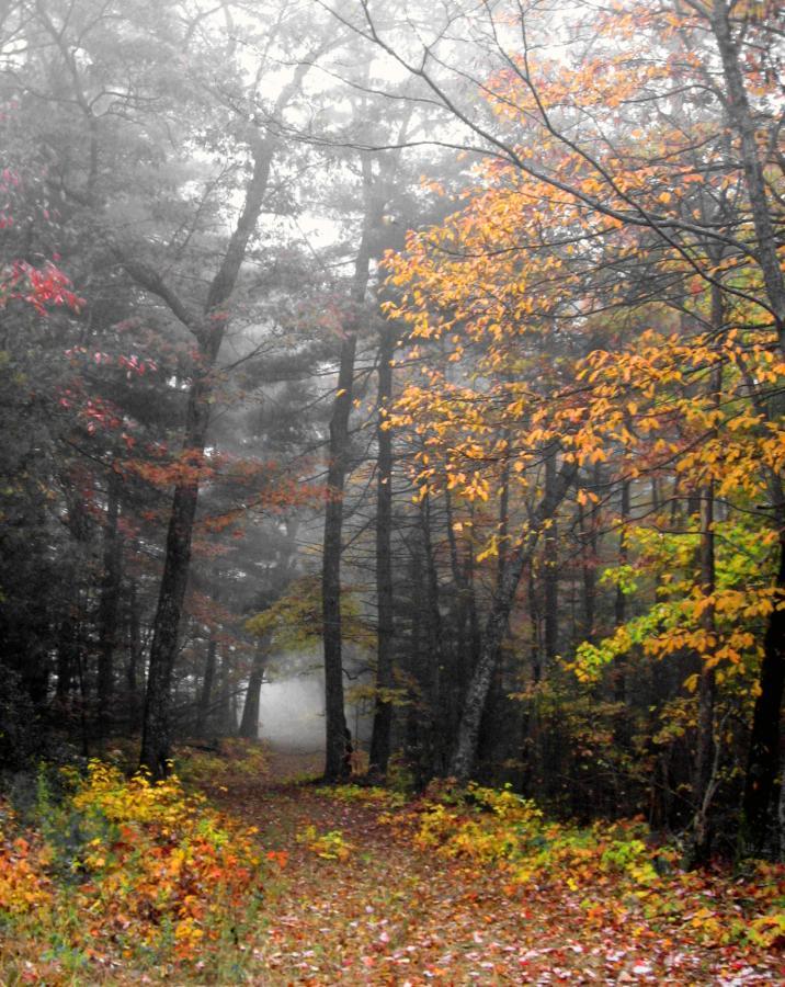 A tranquil forest scene featuring a path winding through trees with vibrant autumn foliage in shades of yellow, orange, and red. The background is shrouded in mist, creating a serene and mysterious atmosphere. Fallen leaves cover the ground, adding to the seasonal ambiance. Bull / Jake Mountain mountain bike trail.