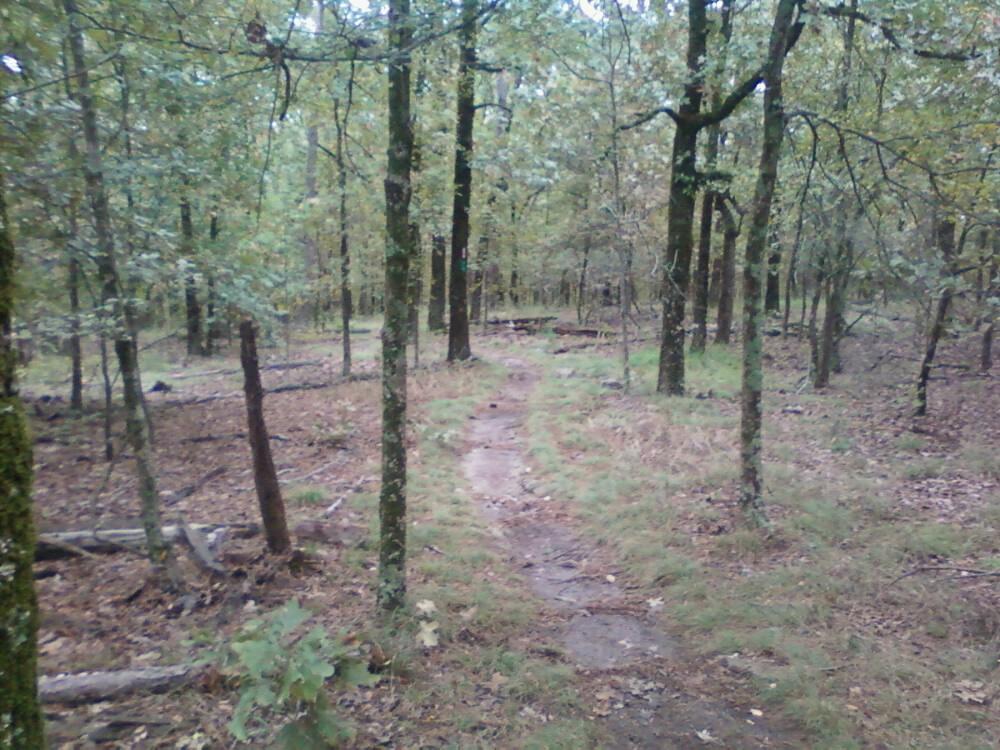 A narrow, winding dirt path through a dense forest with tall trees and scattered underbrush. The ground is covered in a mix of grass and fallen leaves, indicating a natural, undisturbed environment. Burns Park mountain bike trail.