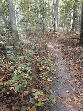 A narrow, winding trail through a wooded area, surrounded by trees with green foliage and patches of autumn leaves covering the ground. Lake Maury mountain bike trail.