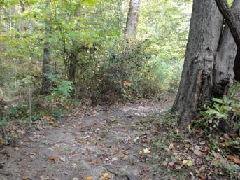 A wooded path surrounded by trees and foliage, with scattered leaves on the ground, suggesting a serene nature setting. Lake Maury mountain bike trail.