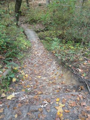 A forest path leading down a gentle slope, lined with fallen leaves and surrounded by greenery. There are wooden steps leading to a small creek at the bottom, creating a serene, natural setting. Lake Maury mountain bike trail.