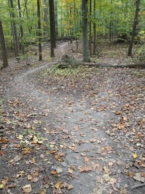 A winding dirt path through a forest, covered with fallen leaves and surrounded by trees with a mix of green and autumn colors. Lake Maury mountain bike trail.