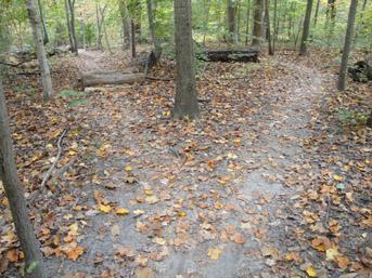 A forest scene showing a dirt path diverging into two directions, surrounded by trees and covered with fallen autumn leaves in various shades of orange and yellow. Lake Maury mountain bike trail.