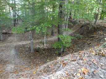 A forested area featuring a winding dirt path surrounded by trees. The ground is covered with leaves, and the scene captures a tranquil, natural setting with lush greenery and earthy tones. Lake Maury mountain bike trail.