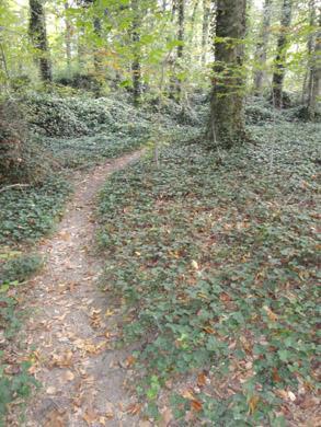 A winding dirt path through a densely wooded area, surrounded by green foliage and ivy-covered ground, with scattered autumn leaves on the trail. Lake Maury mountain bike trail.