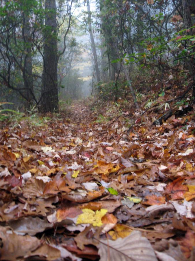 A narrow forest path surrounded by trees, covered with a blanket of colorful autumn leaves in various shades of brown, yellow, and orange. Mist is visible in the background, adding a mysterious ambiance to the scene. Bull / Jake Mountain mountain bike trail.