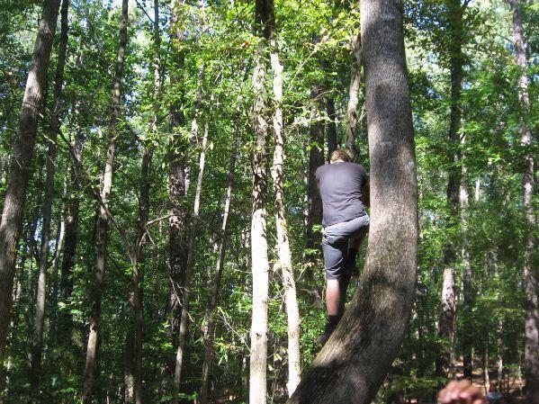 A person climbing a tree in a dense forest, surrounded by tall trees and greenery. The individual is wearing a black shirt and shorts, with their back facing the camera as they ascend the trunk of a tree. Sunlight filters through the leaves, creating a vibrant natural atmosphere. Big Creek mountain bike trail.